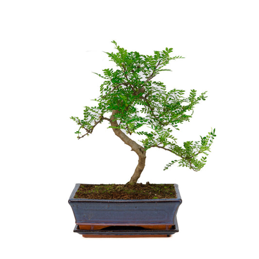 Zanthoxylum piperitum bonsai i blå potte 25 cm, højde ~48 cm
