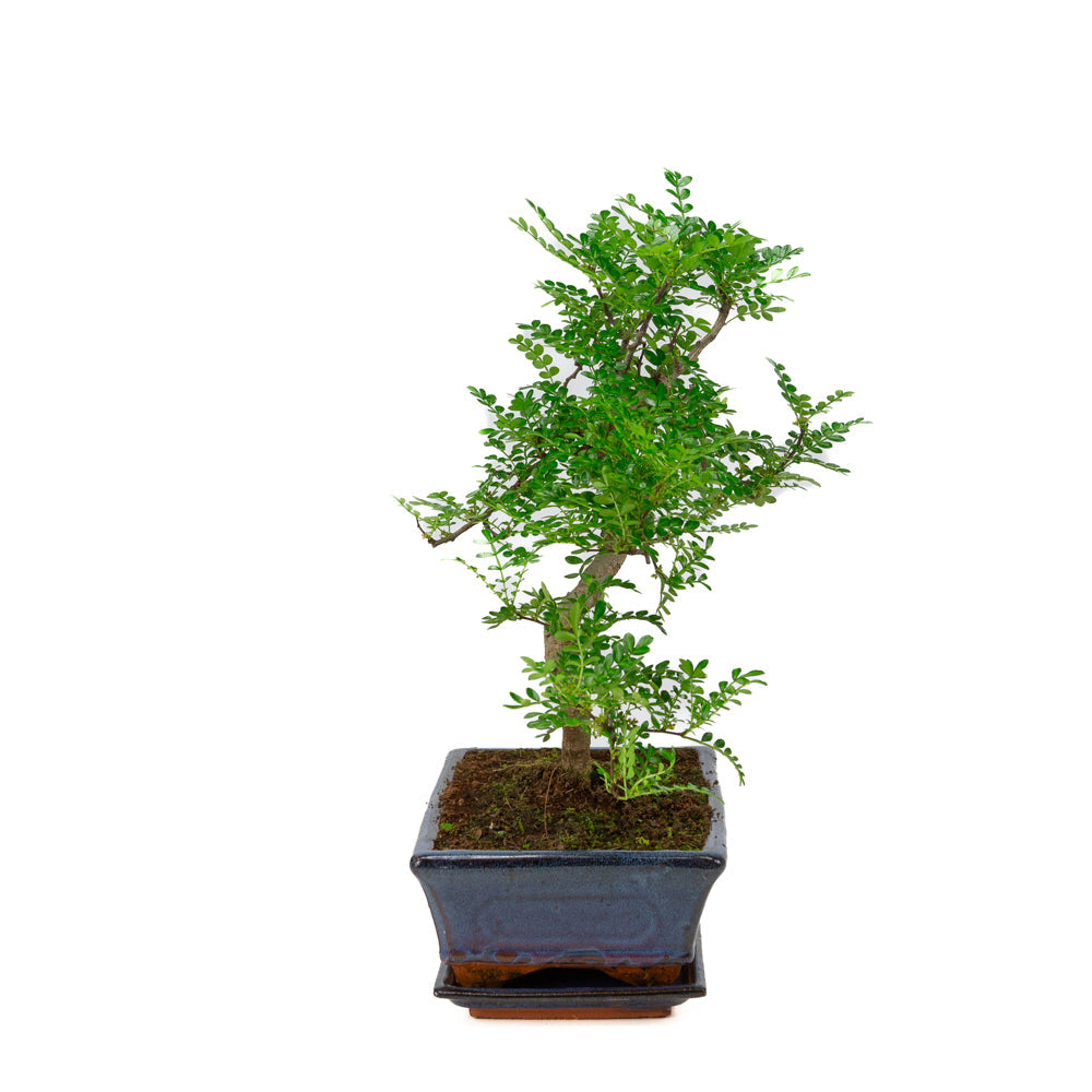 Zanthoxylum piperitum bonsai i blå potte 25 cm, højde ~48 cm