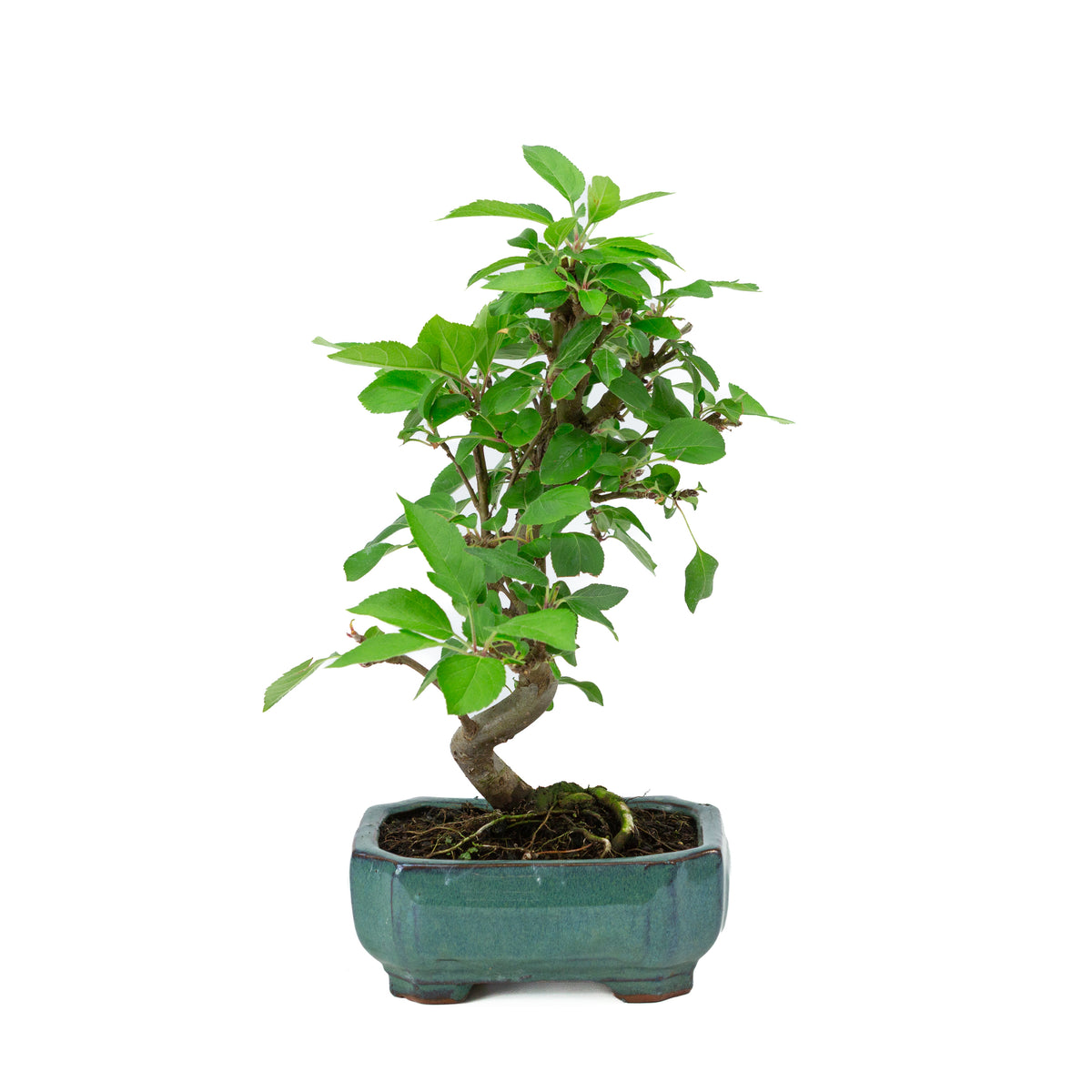 Malus domestica groene rechthoekige pot 16cm, hoogte ~40m