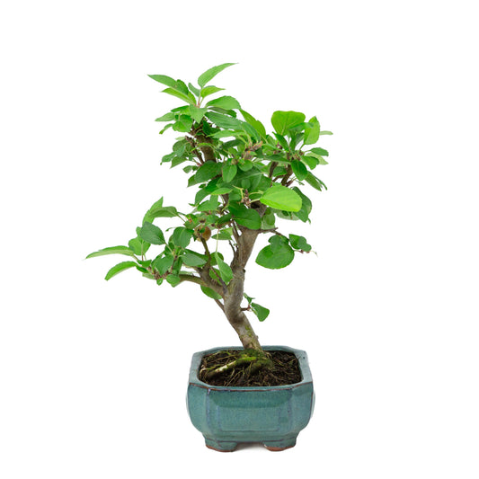 Malus domestica grøn rektangulær potte 16cm, højde ~40cm
