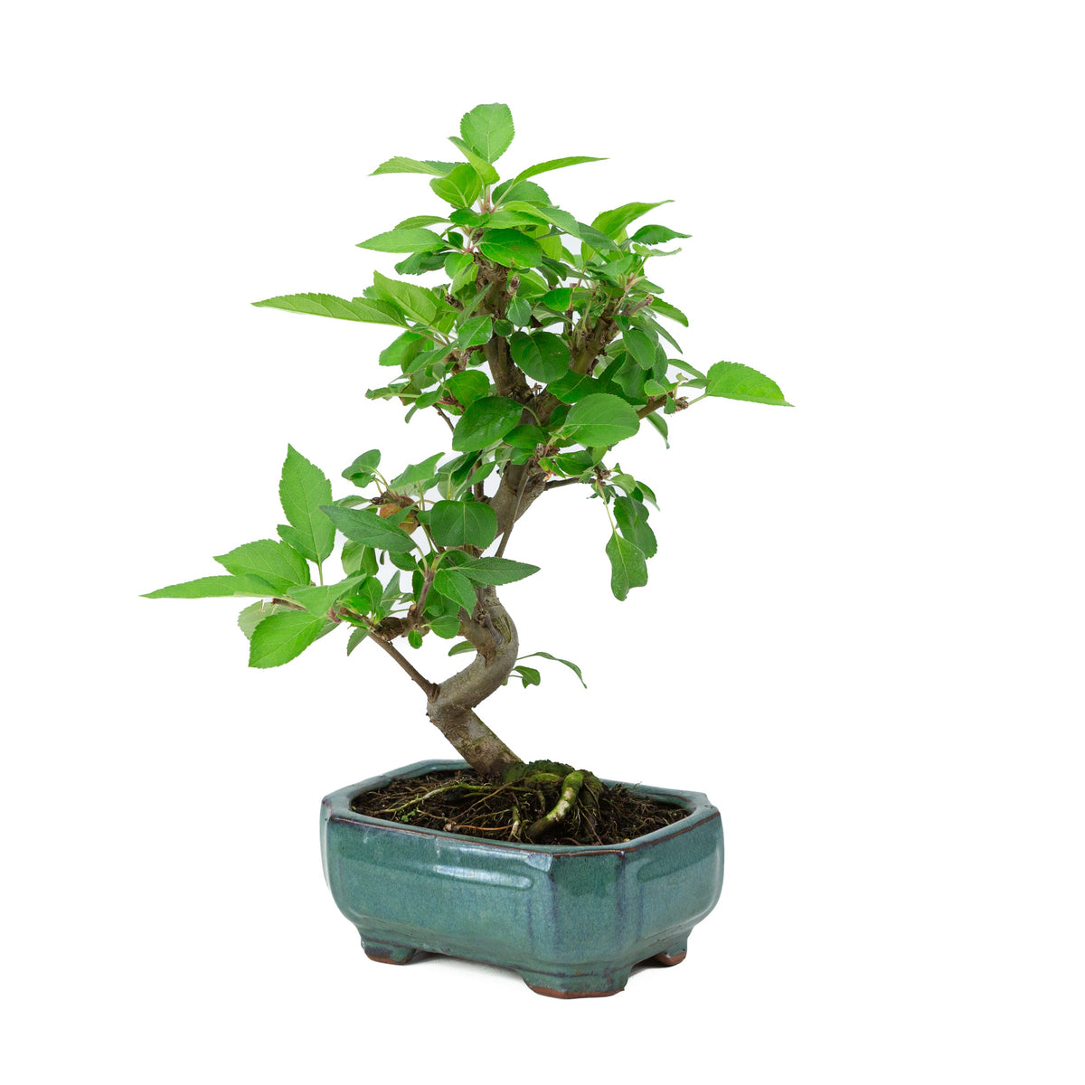 Malus domestica grøn rektangulær potte 16cm, højde ~40cm