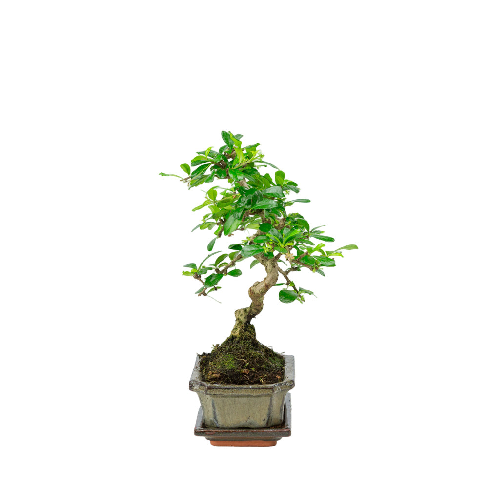 Carmona Bonsai i grøn krukke 15 cm, højde ~30 cm