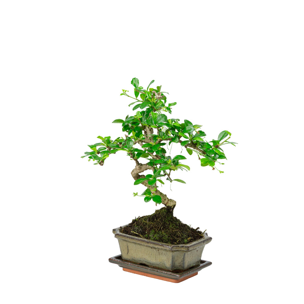 Carmona Bonsai i grøn krukke 15 cm, højde ~30 cm