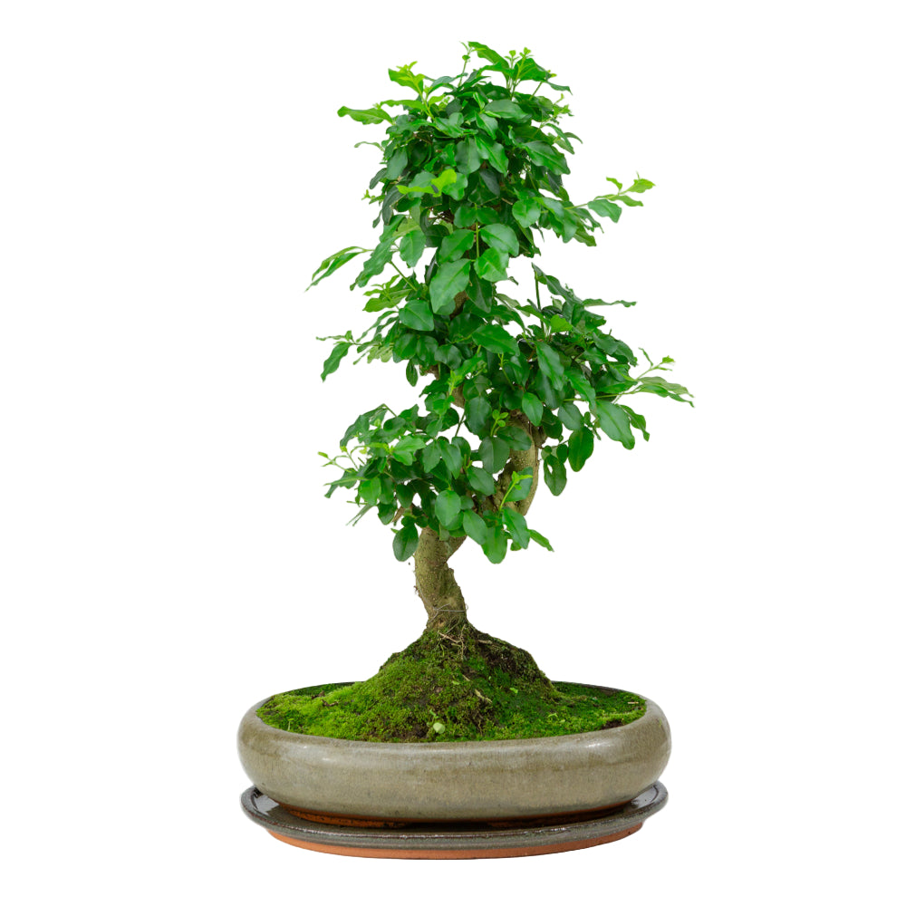 Bonsai Ligustrum shape groene ovale pot 29cm, hoogte ~ 45cm