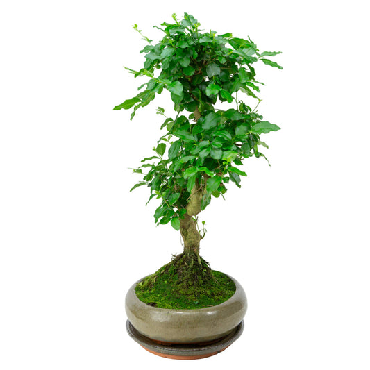 Ligustrum sinensis Bonsai i grøn potte 29cm, højde ~45cm