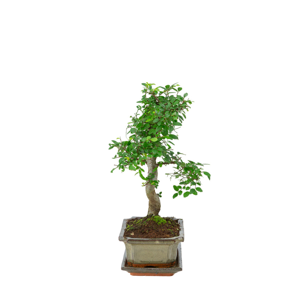 Zelkova bonsai i grøn potte 20 cm, højde ~35 cm