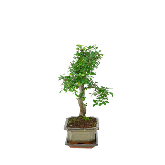 Zelkova bonsai i grøn potte 20 cm, højde ~35 cm