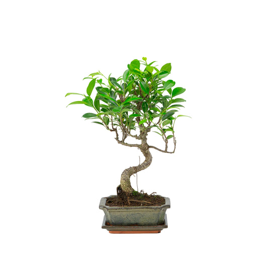 Binnen Bonsai Ficus retusa shape groene rechthoekige pot 15cm, hoogte ~ 32cm