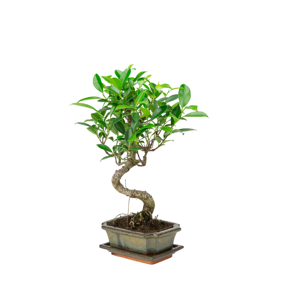 Ficus retusa bonsai i grøn potte 15cm, højde ~30cm