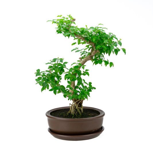 Ligustrum Ovalifolium (Liguster) højde ~50 cm