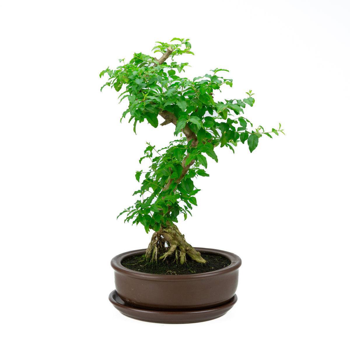 Ligustrum Ovalifolium (Liguster) højde ~50 cm