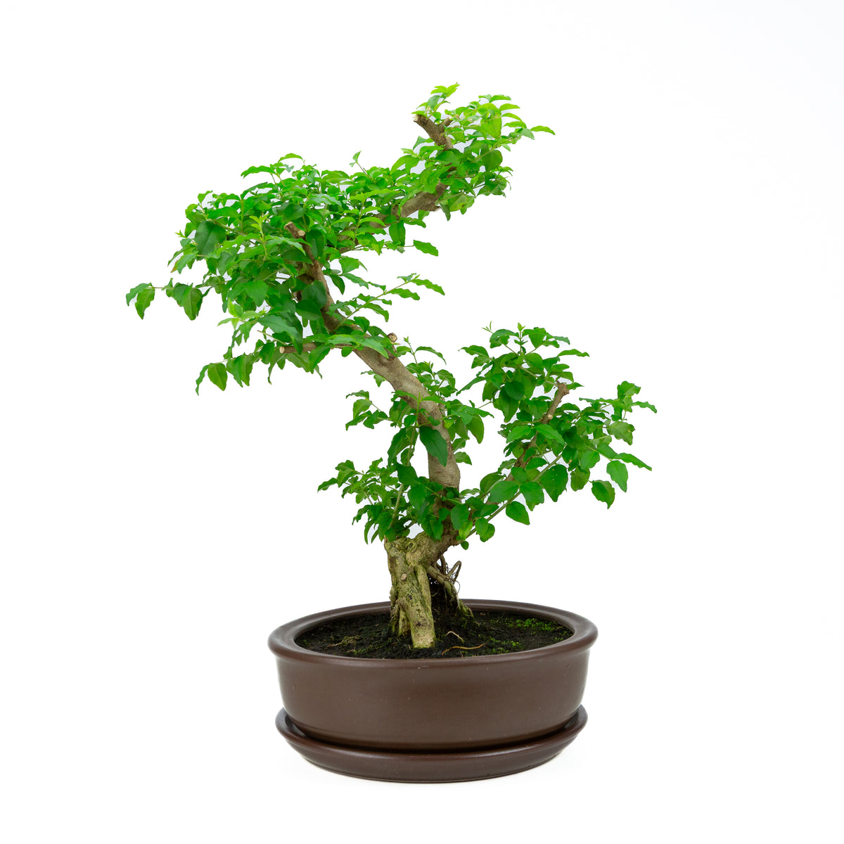 Ligustrum Ovalifolium (Liguster) højde ~50 cm
