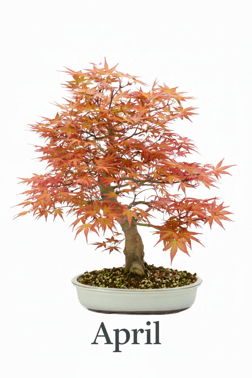 Acer palmatum 'Benichidori' (Japansk ahorn), højde ~46 cm
