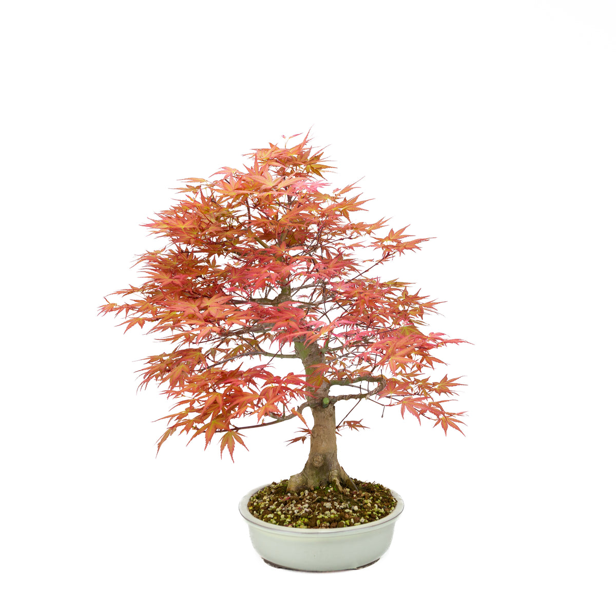 Acer palmatum 'Benichidori' (Japansk ahorn), højde ~46 cm