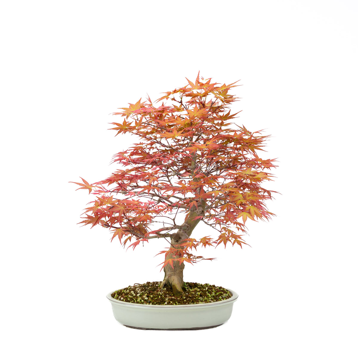Acer palmatum 'Benichidori' (Japansk ahorn), højde ~46 cm