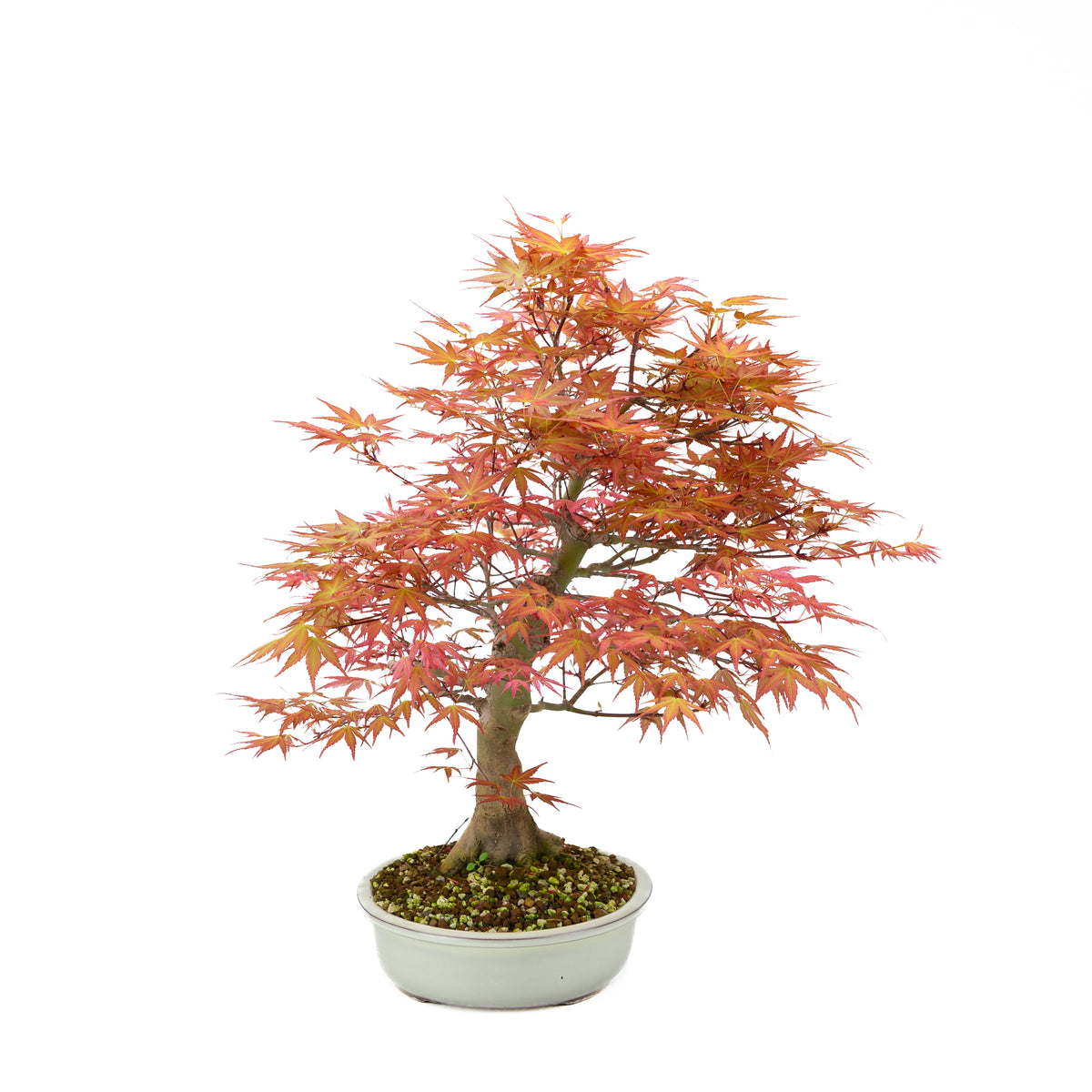 Acer palmatum 'Benichidori' (Japansk ahorn), højde ~46 cm
