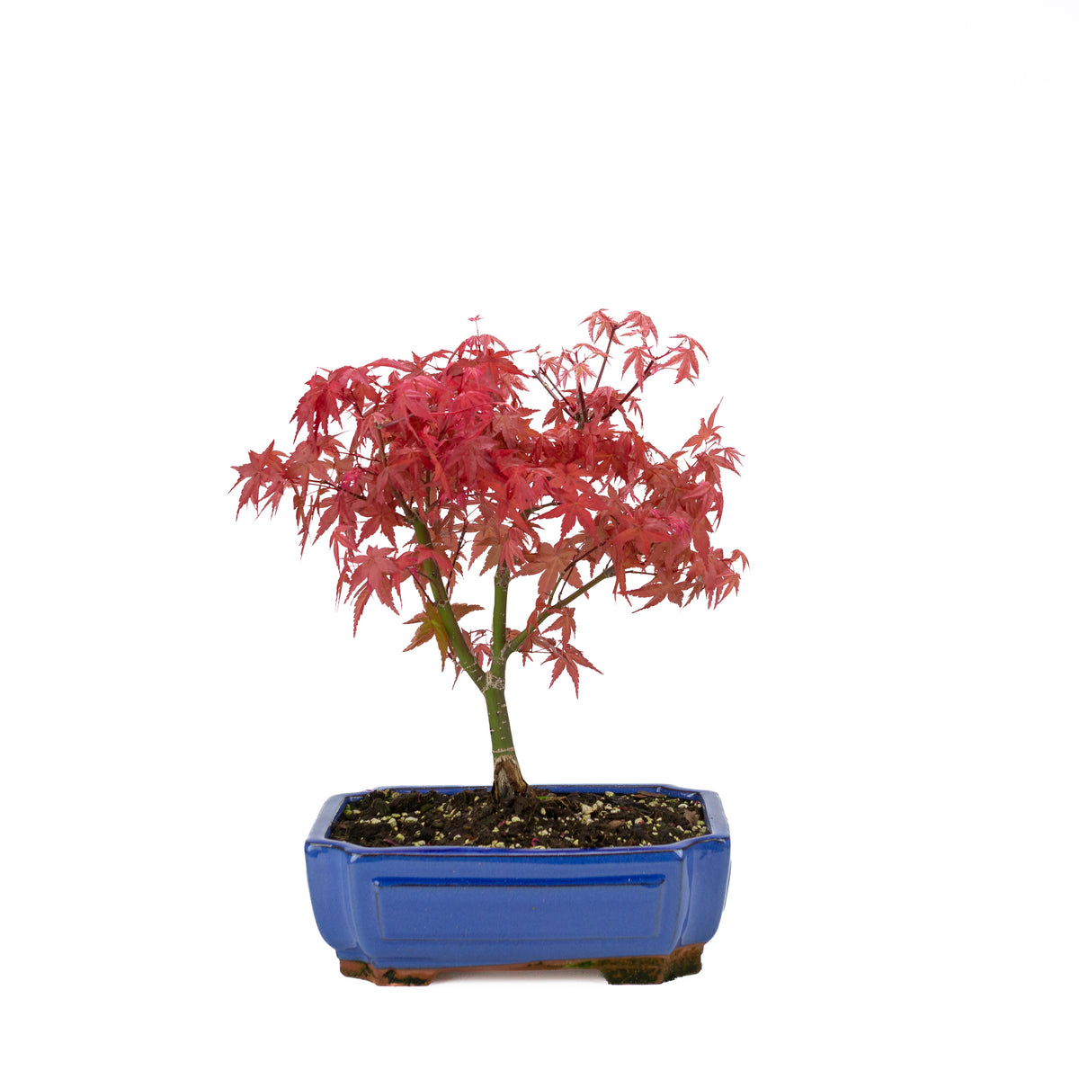 Acer palmatum (japansk ahorn) 'Beni Maiko', højde ~ 40 cm