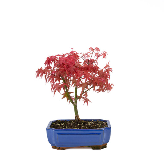 Acer palmatum (japansk ahorn) 'Beni Maiko', højde ~ 40 cm