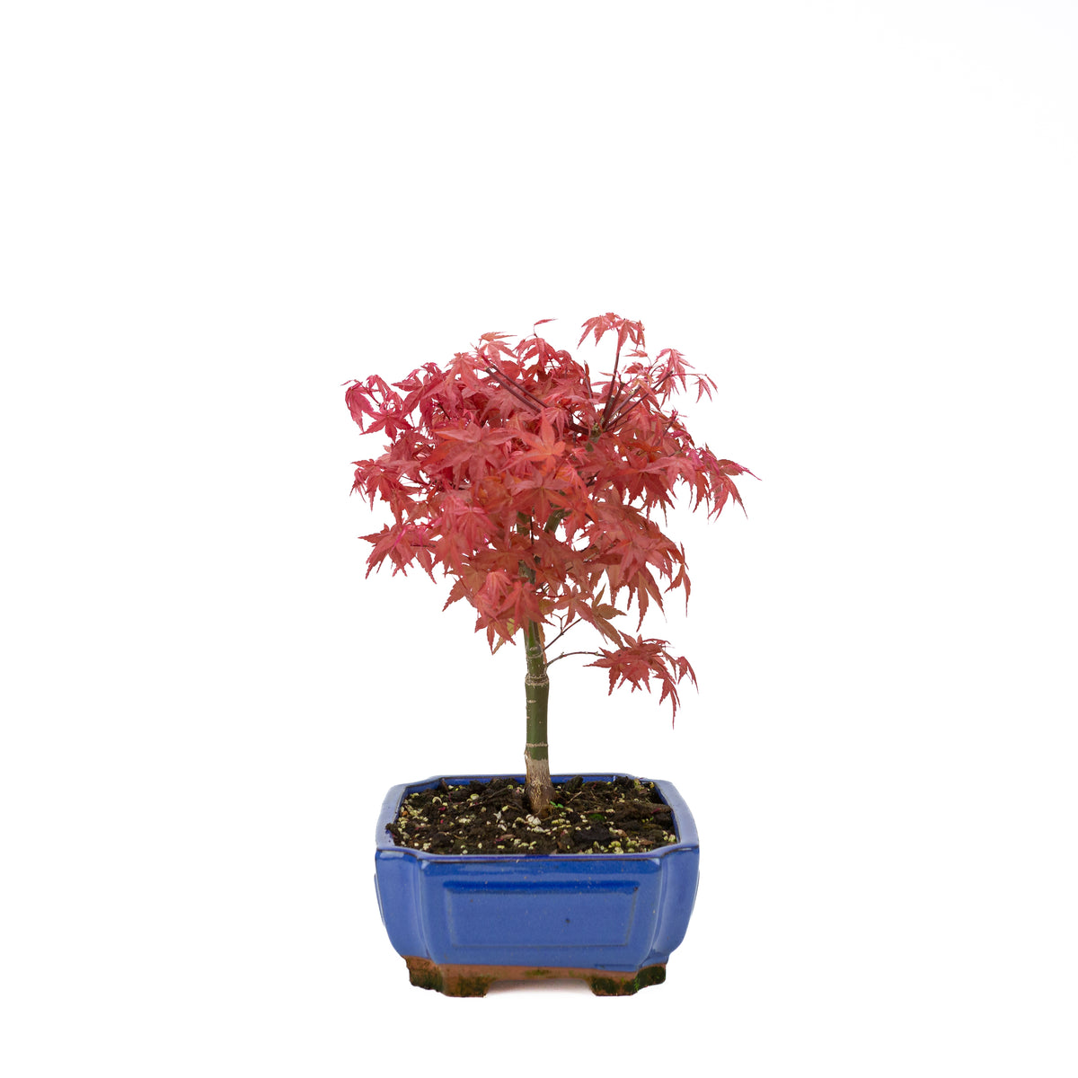 Acer palmatum (japansk ahorn) 'Beni Maiko', højde ~ 40 cm