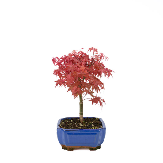 Acer palmatum (japansk ahorn) 'Beni Maiko', højde ~ 40 cm