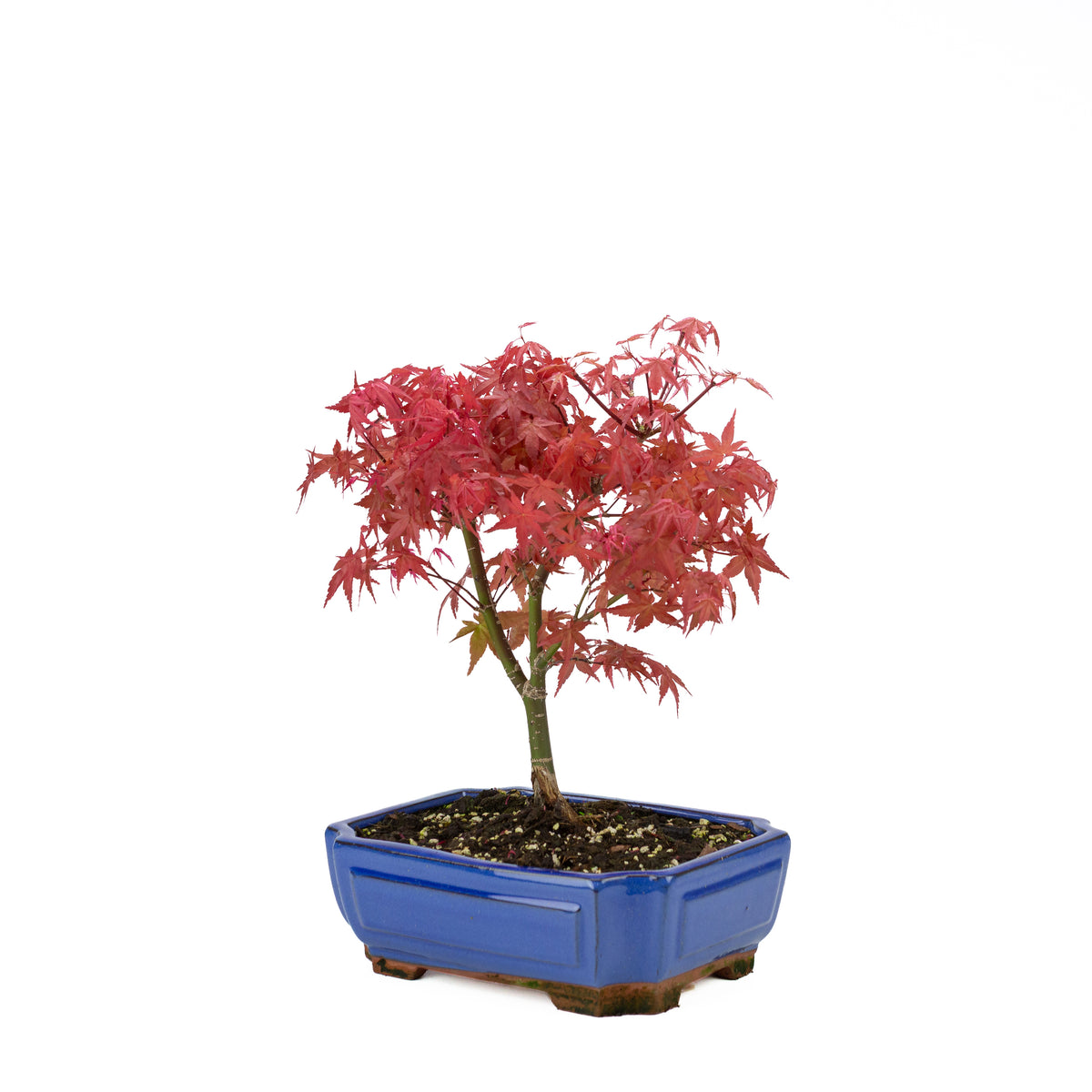 Acer palmatum (japansk ahorn) 'Beni Maiko', højde ~ 40 cm