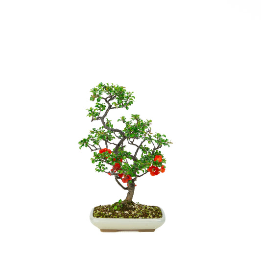 Chaenomeles speciosa (Japansk kvæde), højde ~38cm