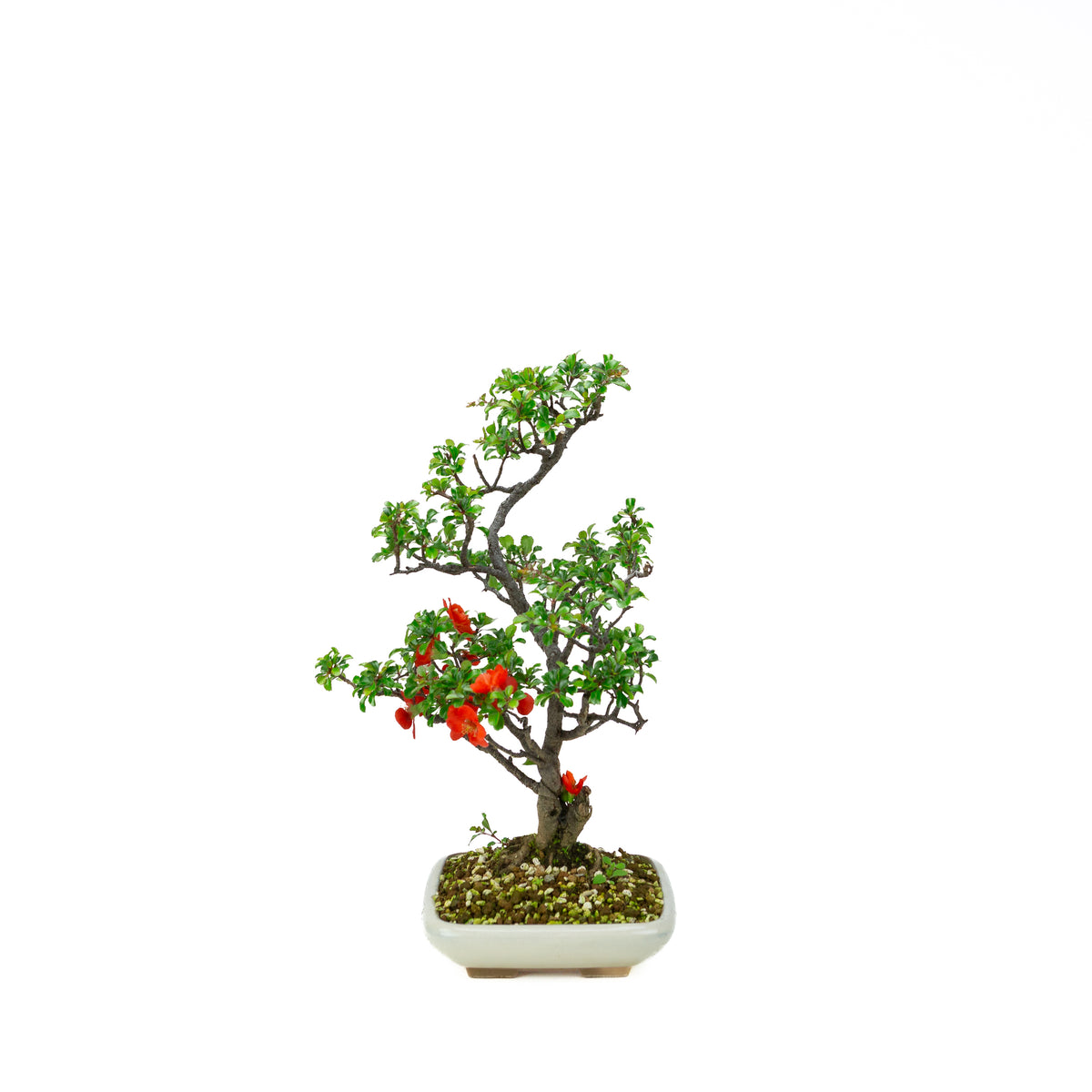 Chaenomeles speciosa (Japansk kvæde), højde ~38cm