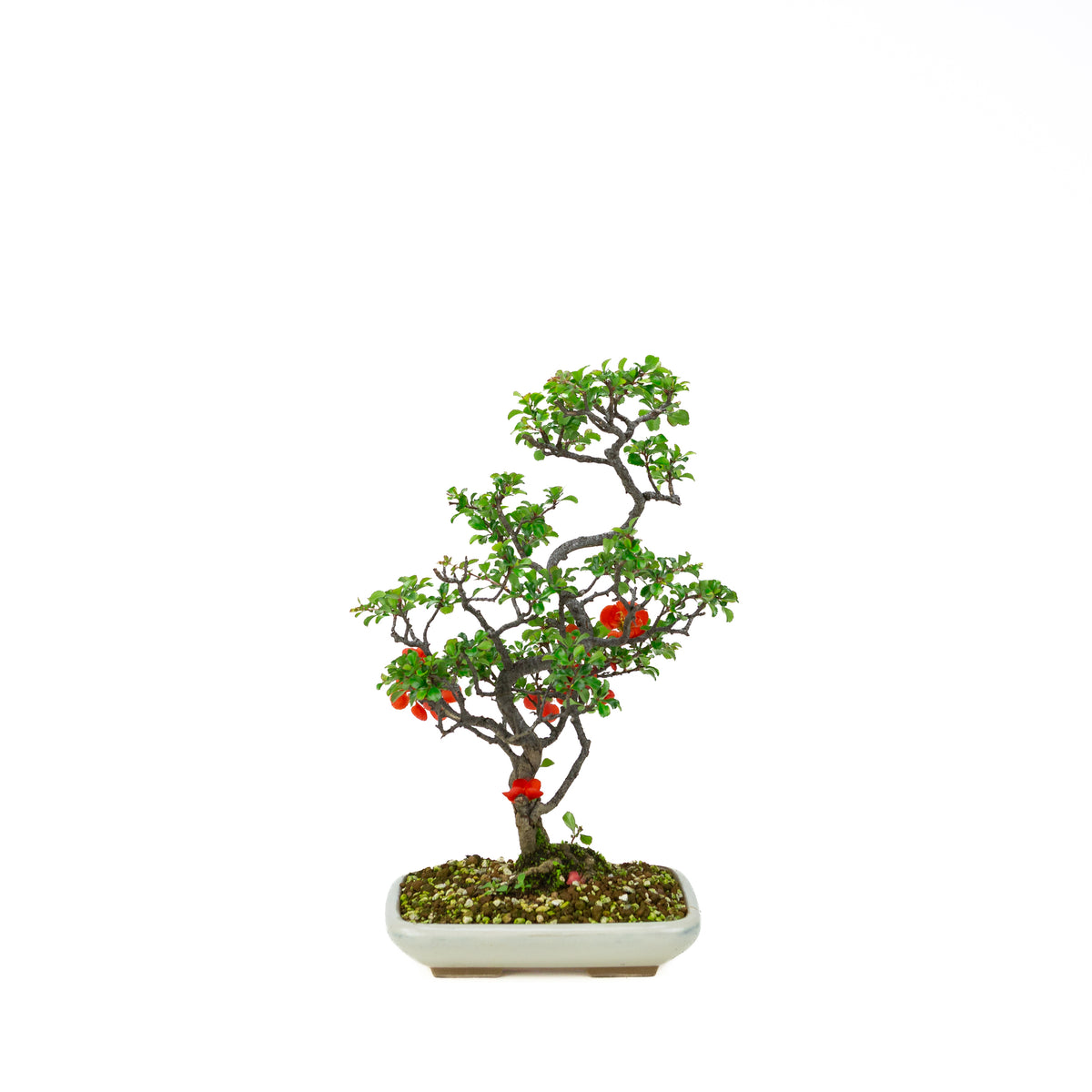 Chaenomeles speciosa (Japansk kvæde), højde ~38cm