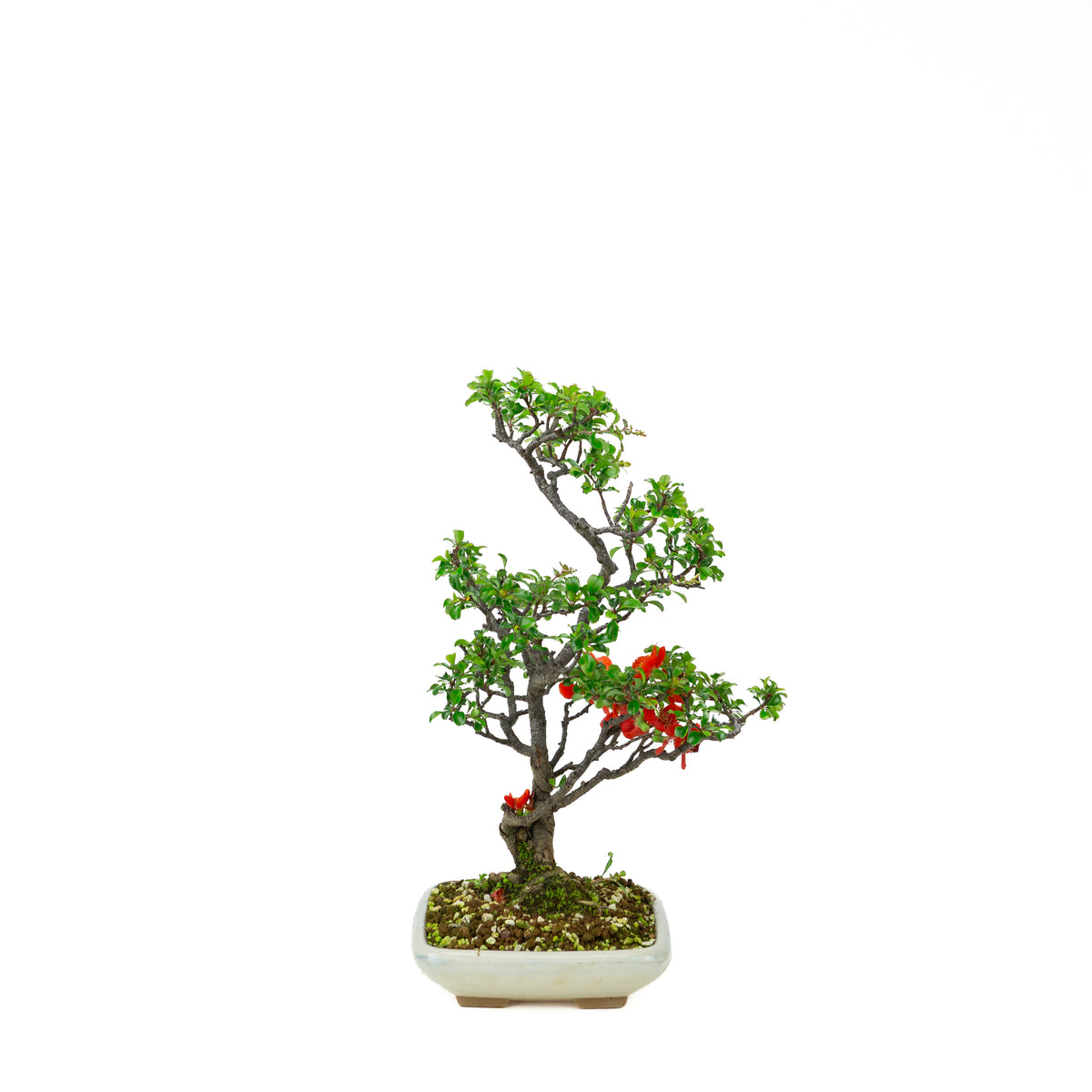 Chaenomeles speciosa (Japansk kvæde), højde ~38cm