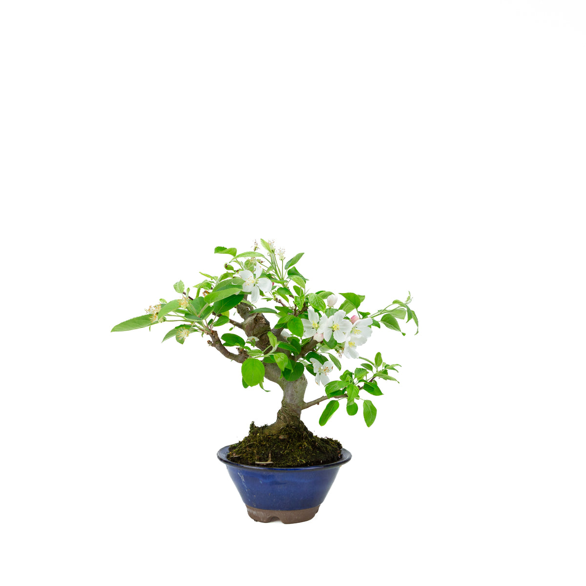 Malus halliana (æble), højde ~30 cm