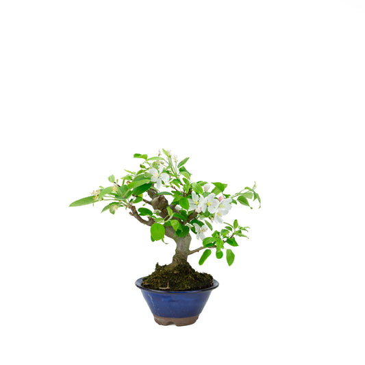 Malus halliana (æble), højde ~30 cm