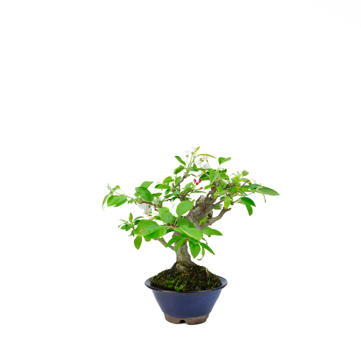 Malus halliana (æble), højde ~30 cm