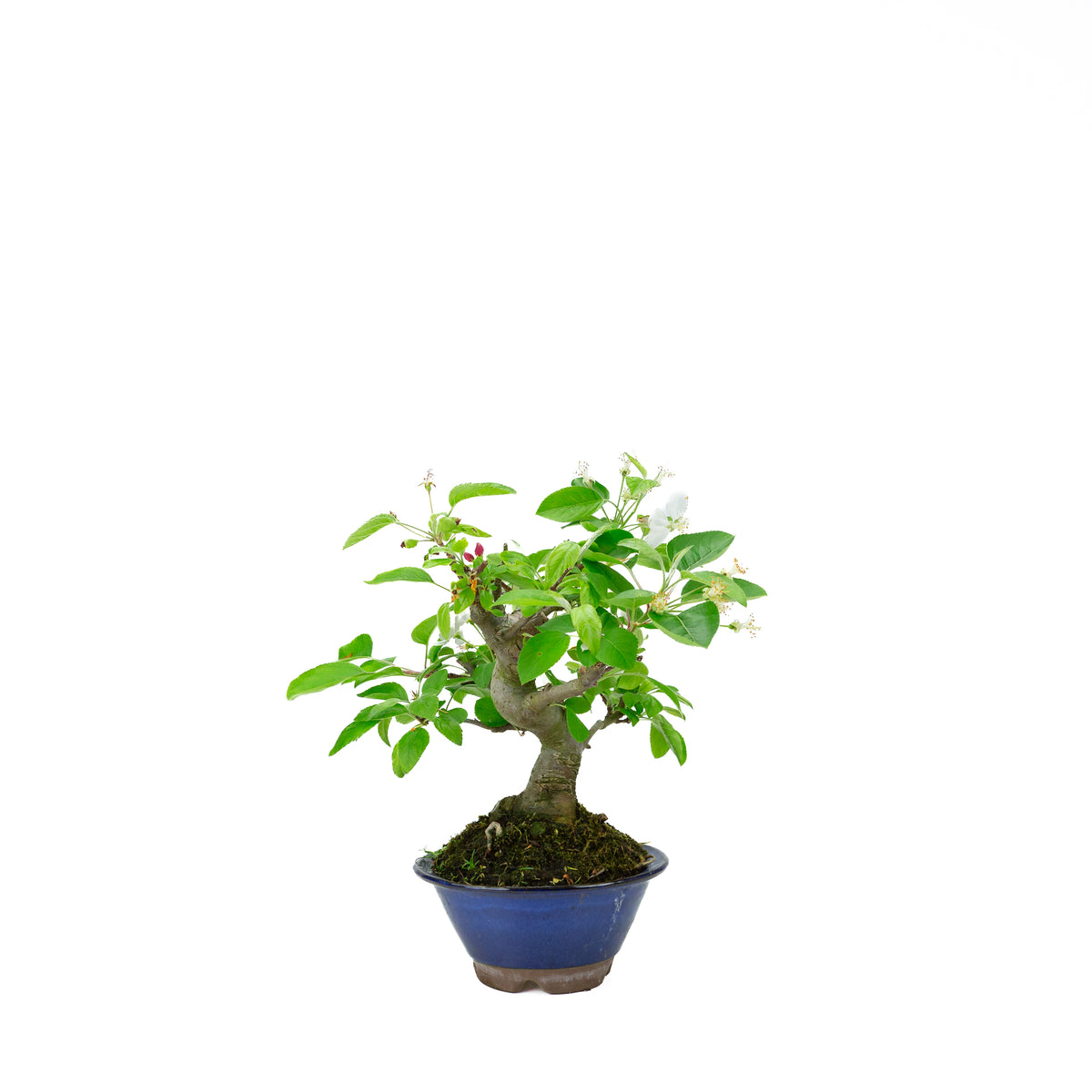 Malus halliana (æble), højde ~30 cm