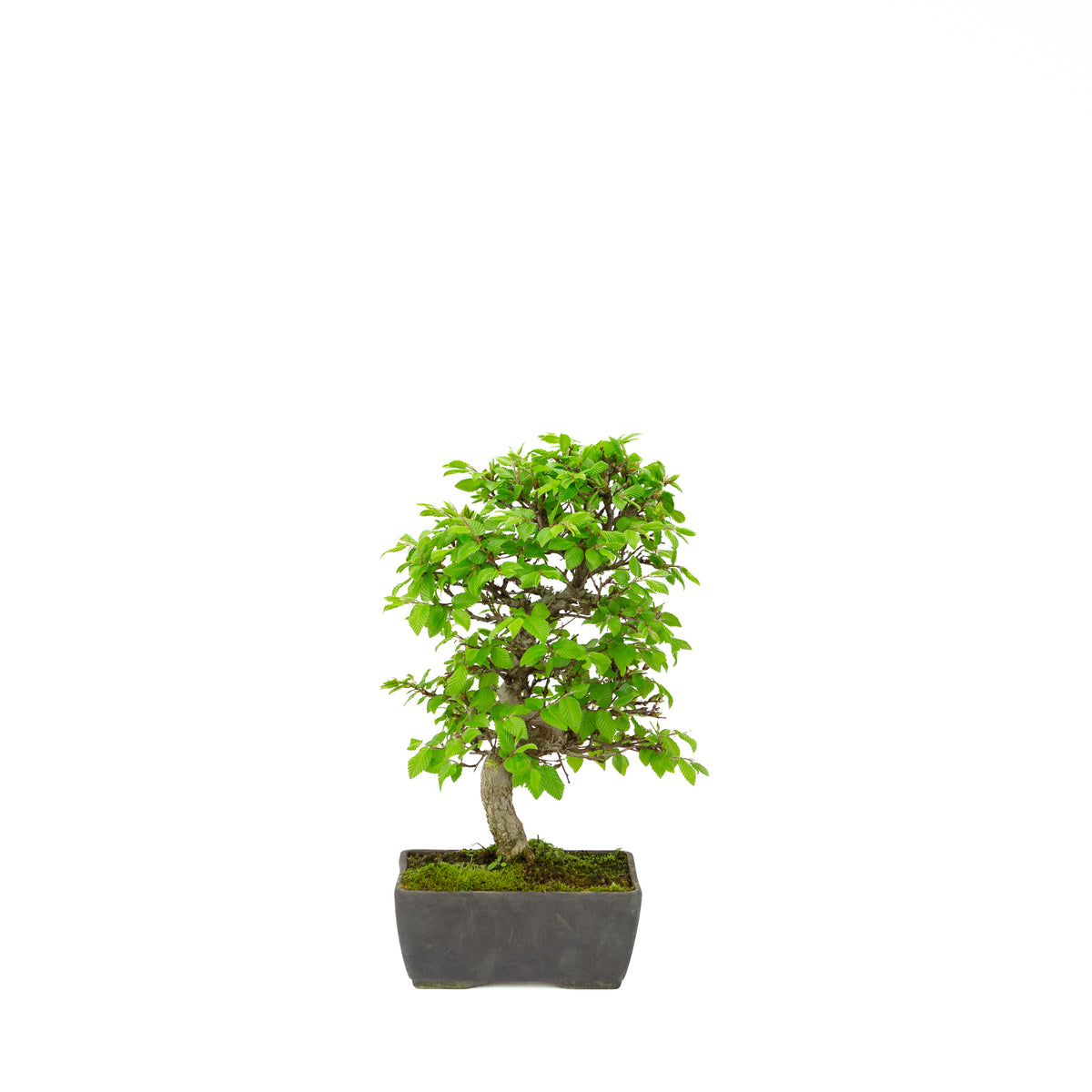 Carpinus coreana (Koreansk avnbøg), højde ~33 cm