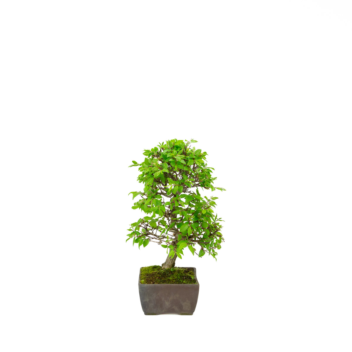 Carpinus coreana (Koreansk avnbøg), højde ~33 cm