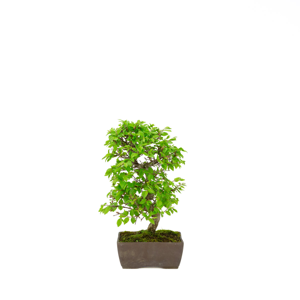 Carpinus coreana (Koreansk avnbøg), højde ~33 cm