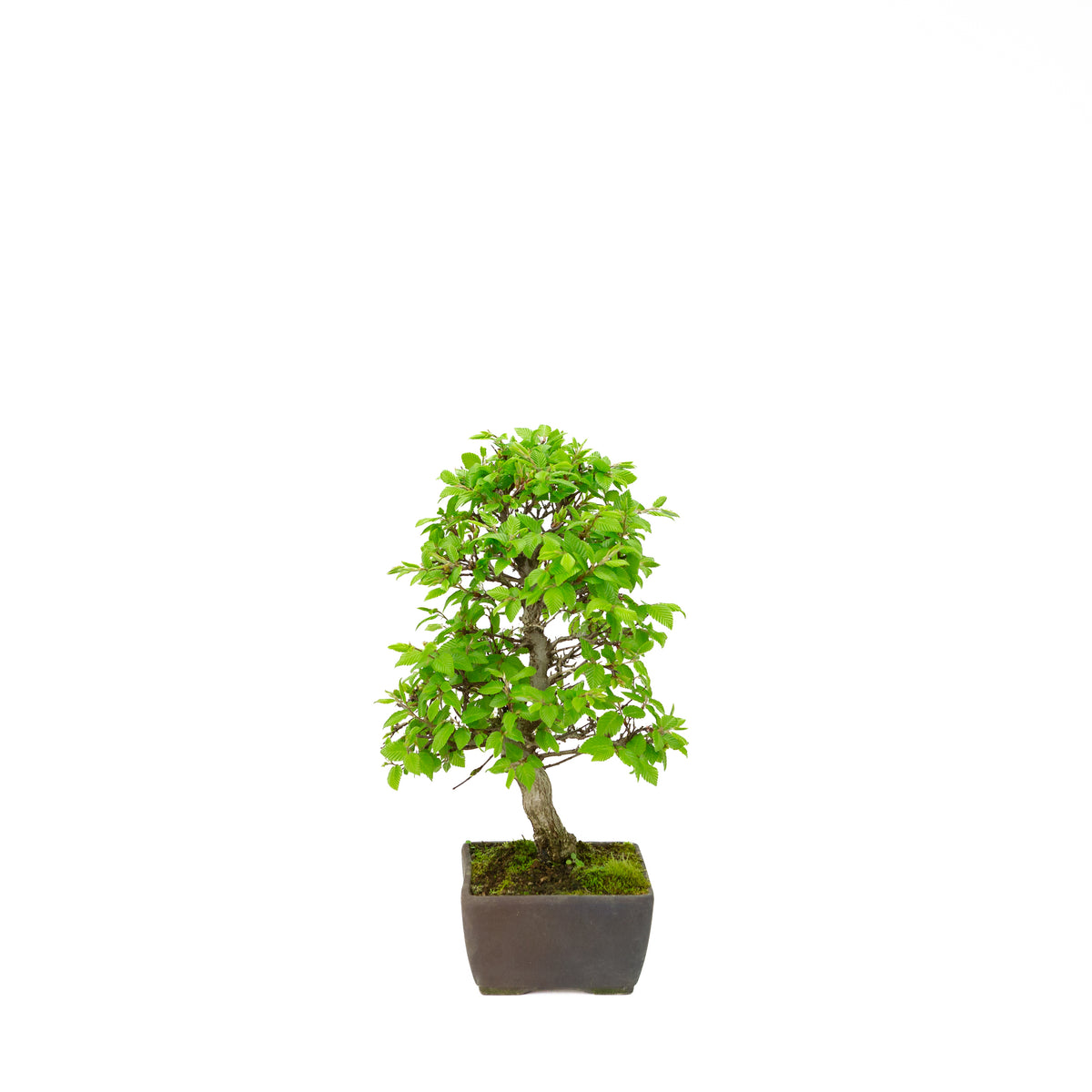 Carpinus coreana (Koreansk avnbøg), højde ~33 cm