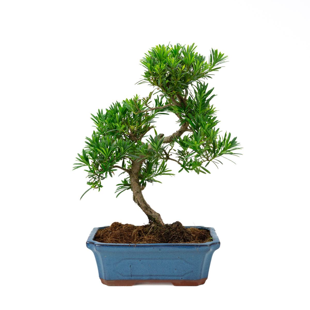 Podocarpus macrophylla (Japansk taks), højde ~ 50 cm