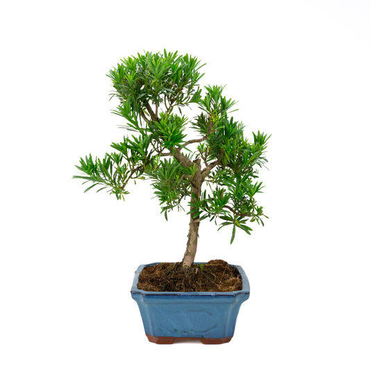 Podocarpus macrophylla (Japansk taks), højde ~ 50 cm