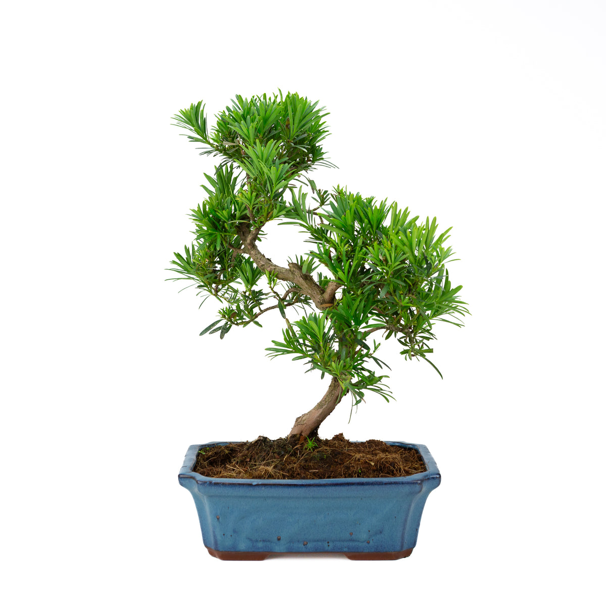 Podocarpus macrophylla (Japansk taks), højde ~ 50 cm