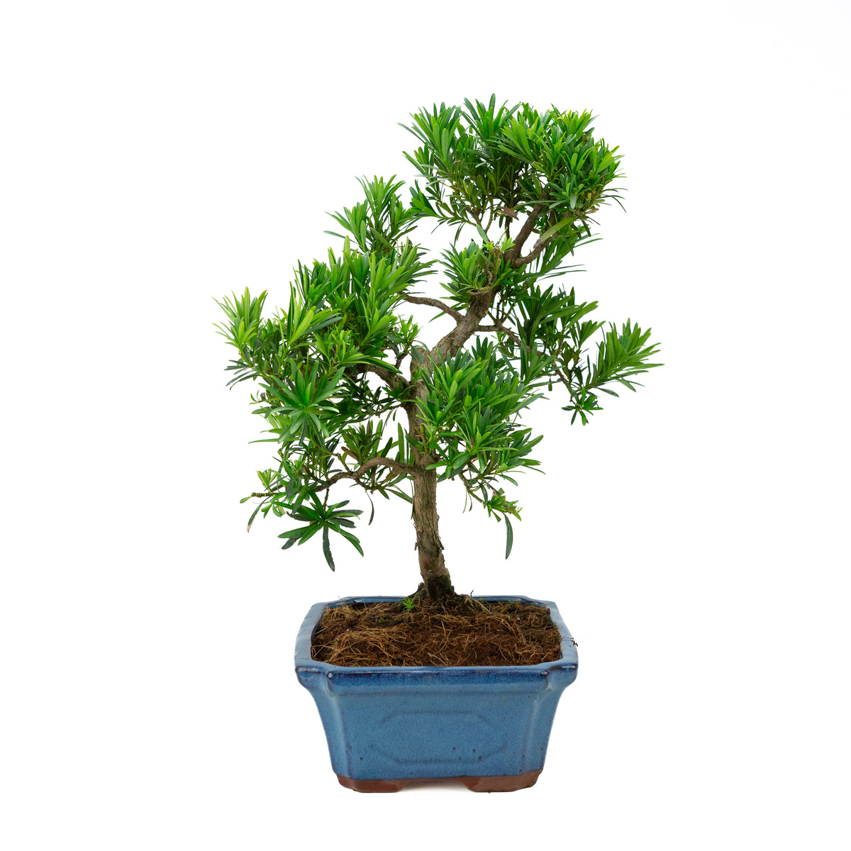 Podocarpus macrophylla (Japansk taks), højde ~ 50 cm