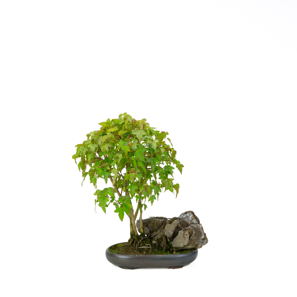 Acer buergerianum (Tretandet ahorn) med sten, højde ~34 cm
