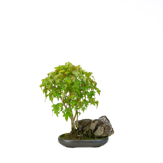 Acer buergerianum (Tretandet ahorn) med sten, højde ~34 cm