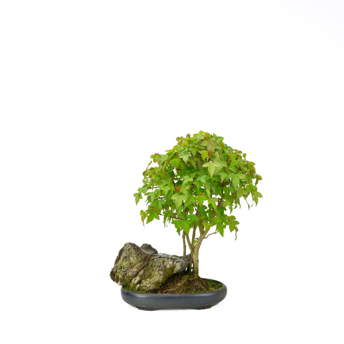 Acer buergerianum (Tretandet ahorn) med sten, højde ~34 cm