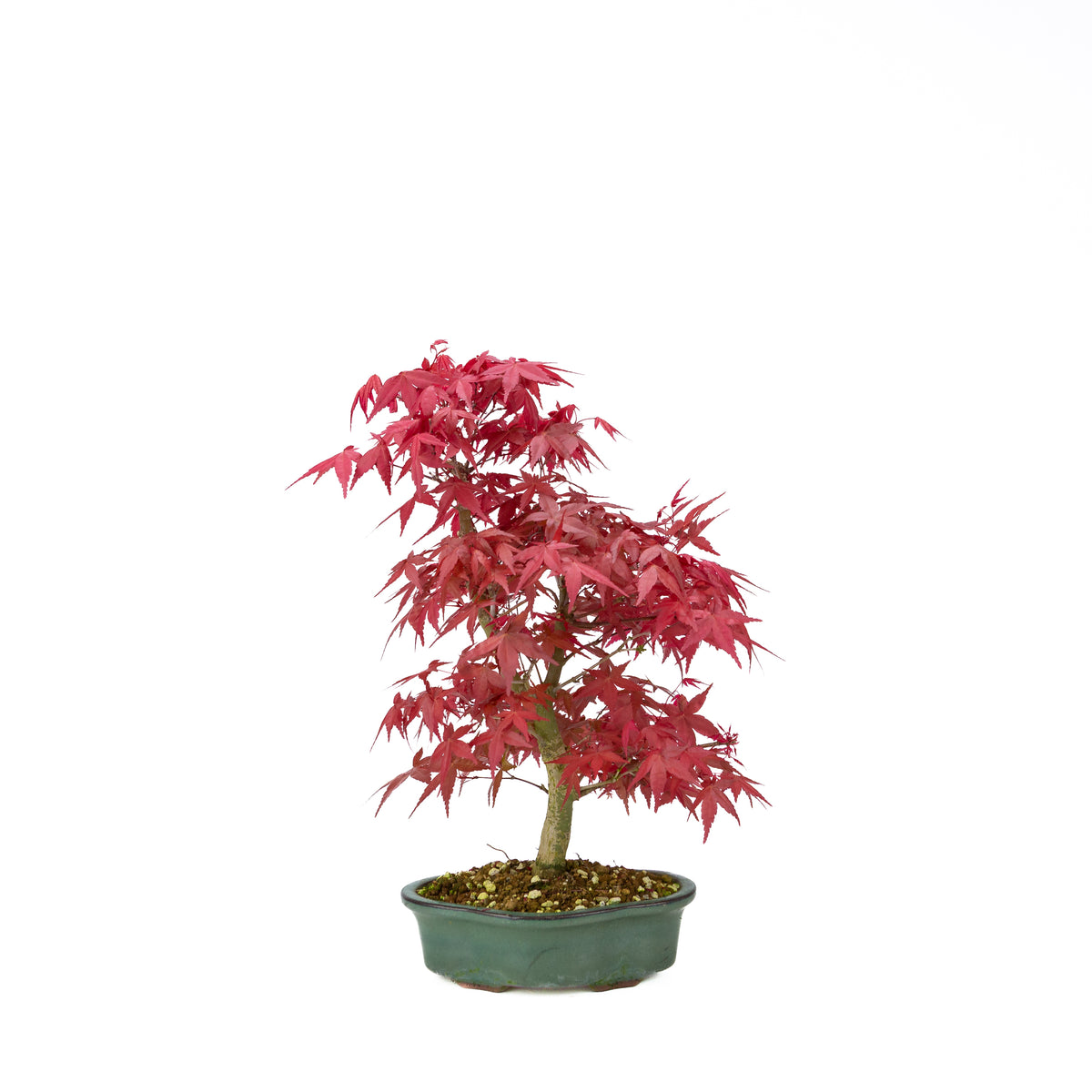 Acer palmatum Deshojo (japansk løn), højde ~40 cm