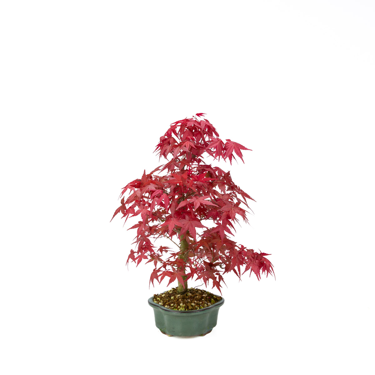 Acer palmatum Deshojo (japansk løn), højde ~40 cm