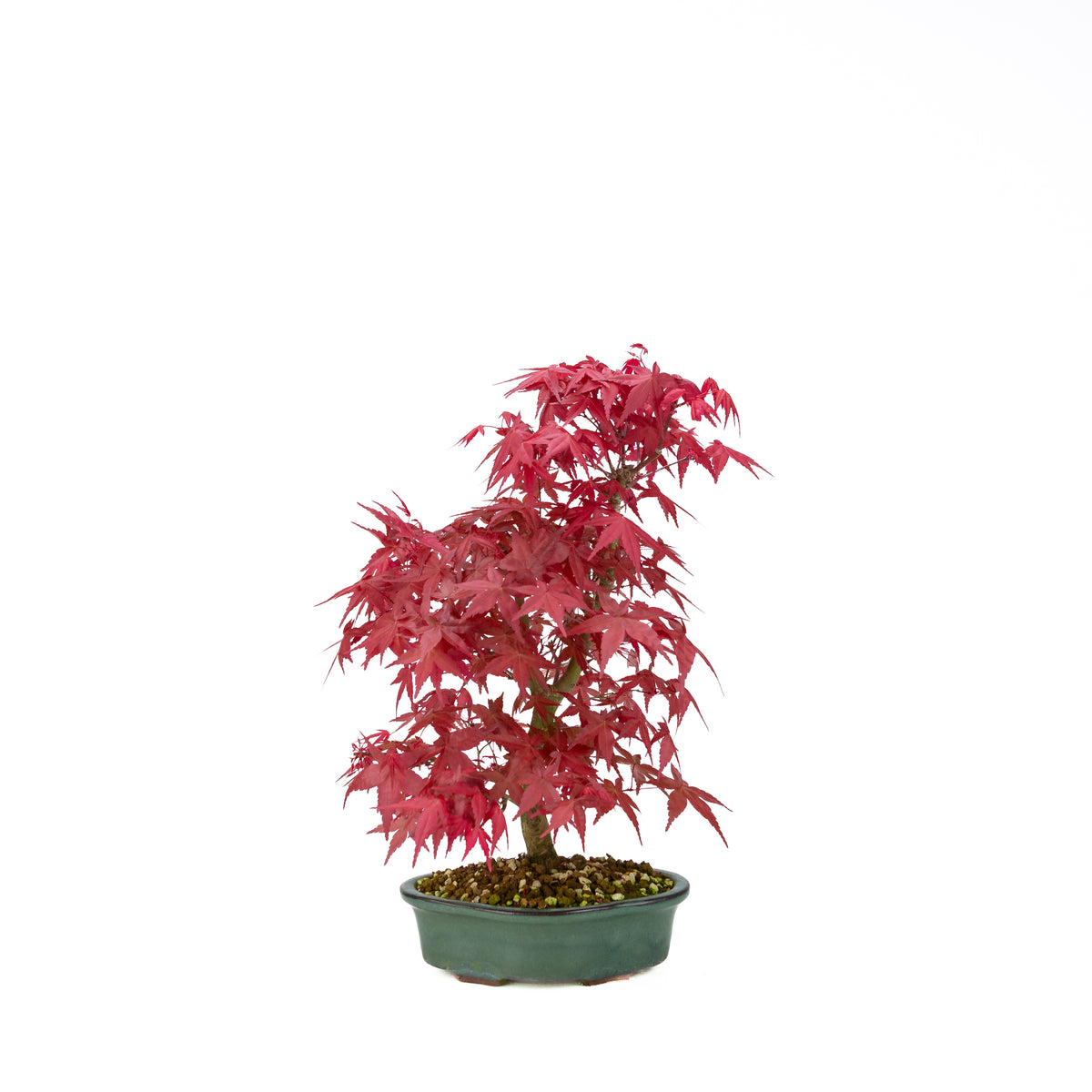 Acer palmatum Deshojo (japansk løn), højde ~40 cm