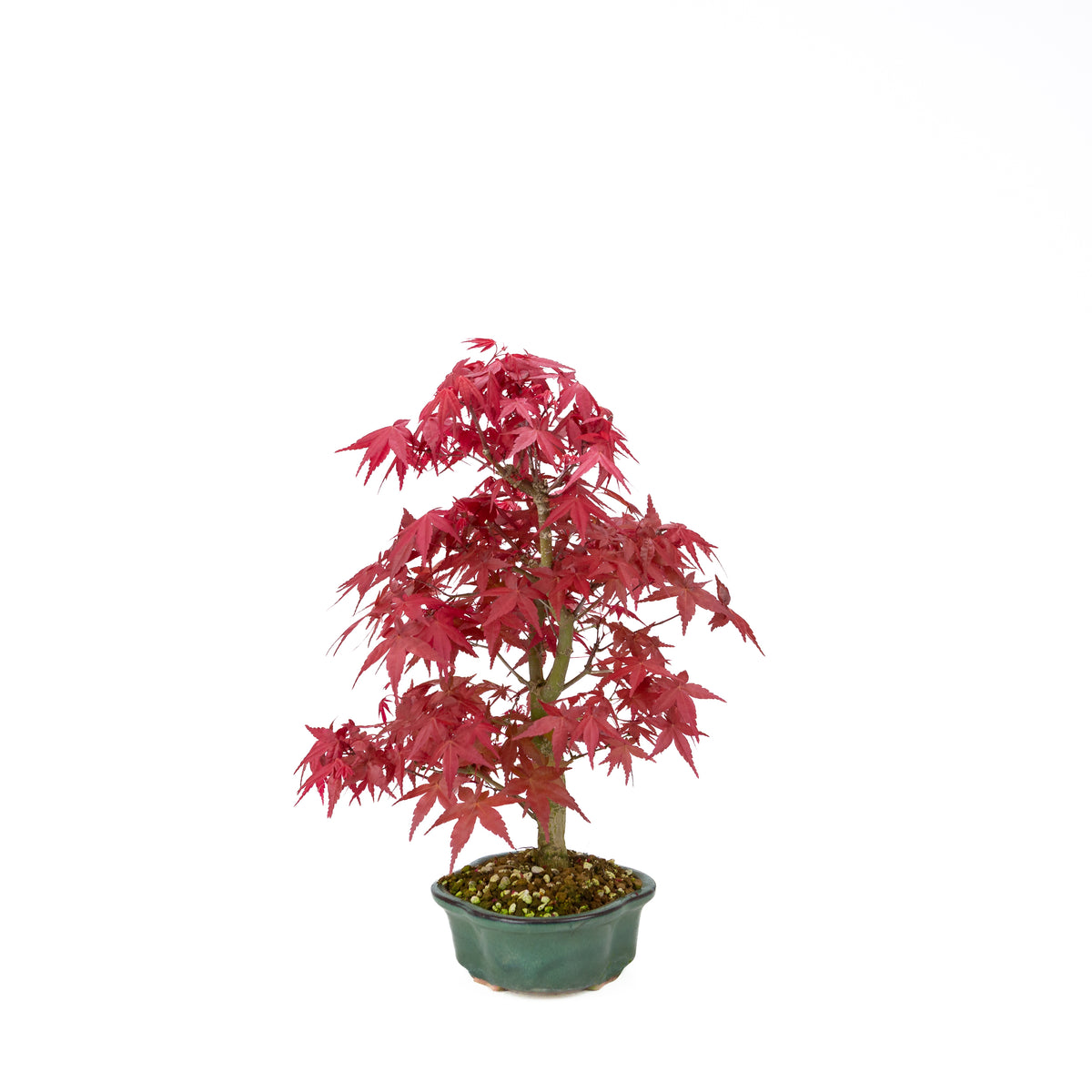 Acer palmatum Deshojo (japansk løn), højde ~40 cm