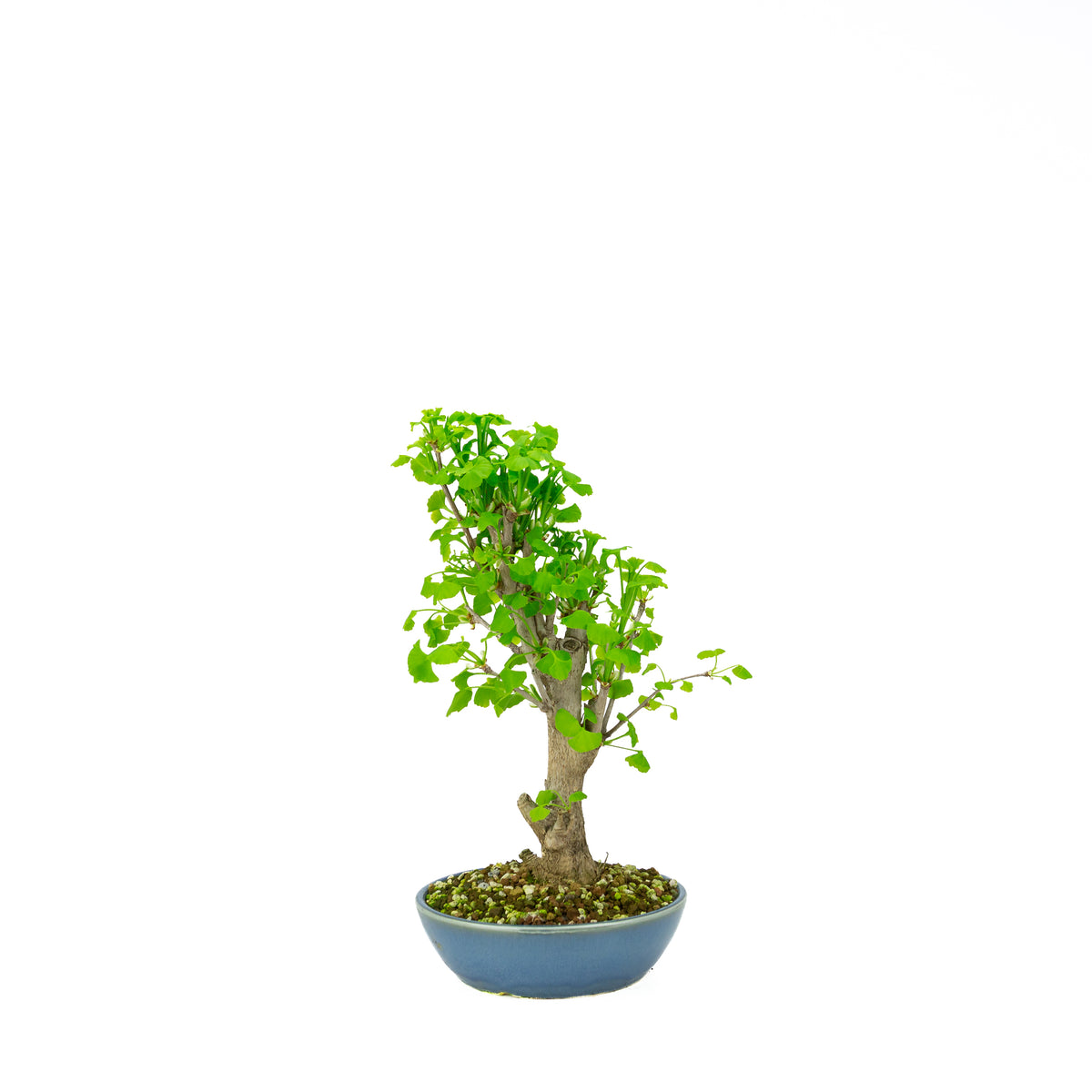 Ginkgo biloba (Tempeltræ), højde ~37 cm