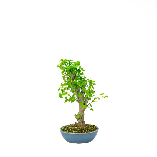 Ginkgo biloba (Tempeltræ), højde ~37 cm